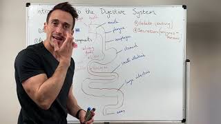 Overview of the Digestive System [upl. by Tessie]