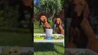 Hungarian Vizslas Enjoy Nutritious Licky Mat Recipes 🍽️ [upl. by Nyrraf]