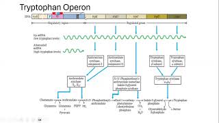 Unlocking the Tryptophan Code Regulation and Function of the Tryptophan Operon [upl. by Nevag]