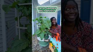 Patio Garden Big Harvest [upl. by Grekin485]