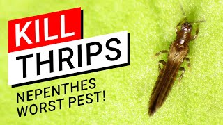 😡 How to kill Thrips on Nepenthes 💀 the worst pest ever 😱 [upl. by Markos]