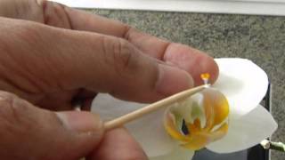 How to Pollinate Phalaenopsis orchid [upl. by Rexanne]