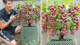 Simple tips for growing grapes at home for more fruit  eat all year round [upl. by Laoj373]