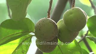 Barhel or Artocarpus lacucha Lakoocha Twisted uncommon tropical fruit [upl. by Eisler]