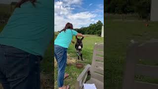 A donkey charging at youshorts animals donkey pets cute [upl. by Lowery]