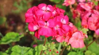 How to Grow Geraniums from Seed [upl. by Eno]