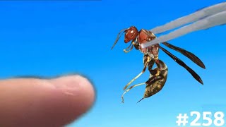 STUNG BY A METRICUS PAPER WASP Polistes Metricus [upl. by Navek]