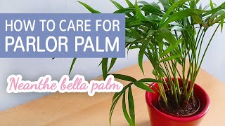 How To Care For Parlor Palm Chamaedorea elegans  Neanthe Bella Palm Care Tips [upl. by Ellerad370]