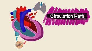 Circulation Pathway  Blood vessels  Cardiac Physiology [upl. by Saltsman]