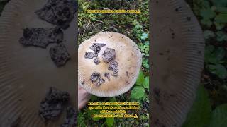 Yılan Derisi Saplı Amanita ⚠️ Yalnızkese Mantarı Amanita ceciliae [upl. by Pamela]