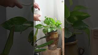 Cold Tolerant Indoor Plants  Houseplants for Cold Rooms shorts houseplant [upl. by Cindra]