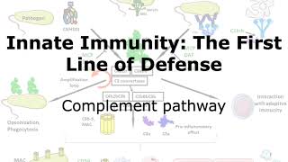 Constitutive Innate Immunity Complement proteins [upl. by Airdnat]