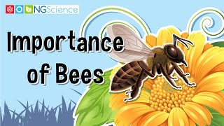 Importance of Bees [upl. by Thom]