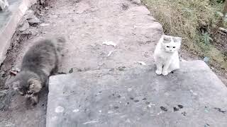 White and Grey Cat Kitten enjoy outdoor [upl. by Novehc]