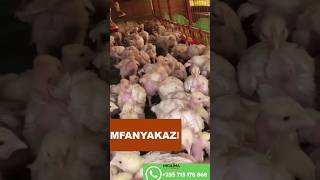 UFUGAJI WA KUKU WA NYAMA BROILERS VISHINGO [upl. by Atnoid]