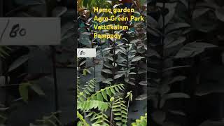 Home garden Agro Green Park vattukalam Pampady pampady kottayam plants fruitplantnursery [upl. by Sira566]