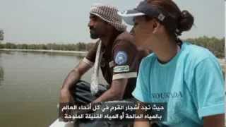 The Environment Show with Ask Ali Abu Dhabis Mangroves [upl. by Sesom272]