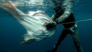 Spearfishing huge fish in the fjords of Norway [upl. by Nasya538]