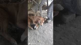 Baby dogs cute 🥺doglover dog subscribe shorts [upl. by Octavia912]