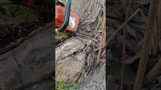 Stihl 500i vs Stihl 400c stihlchainsawman chainsaw madeingermany Different types of trees [upl. by Mattah693]