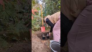 Plantation des orchidées cypripedium au jardin 🧑‍🌾🌷 orchidee jardine jardinage [upl. by Felder]