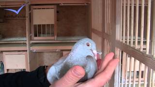 Werner A Waldow Team Germany Racing Pigeons Loft  Taubenschlag  Palomar 2014 [upl. by Tlok]