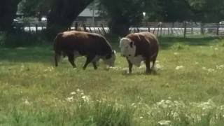 Bulls fighting each other while getting reacquainted [upl. by Sewel68]