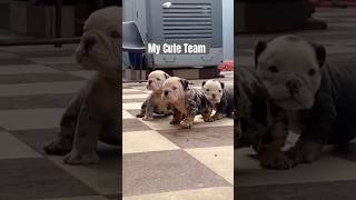 English bulldog available delivered in every area music cover remix doggys doggie doggles gsd [upl. by Ayin]