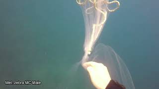 Catching cichlids at Maingano Island in Lake Malawi [upl. by Philine]