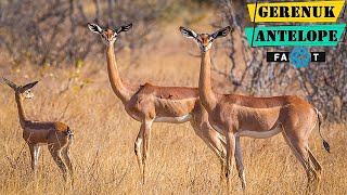 Gerenuk Antelope  Long Necked Antelope Species From Africa [upl. by Lever144]