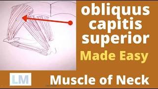 Obliquus capitis superior  Superior oblique  Suboccipital muscle  Obliquus capitis [upl. by Edea]