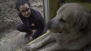 Alluvione salvati 55 cani SantAgata Feltria [upl. by An231]