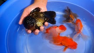 Giant Oranda for your Goldfish Tank amp Pond  12 [upl. by Atnamas]