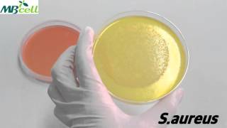 Mannitol Salt Agar [upl. by Attej636]