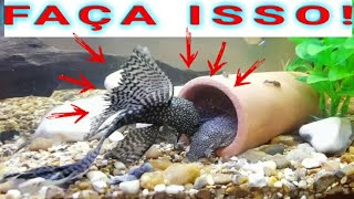 3 DICAS para você criar o PEIXE CASCUDO [upl. by Jezreel656]