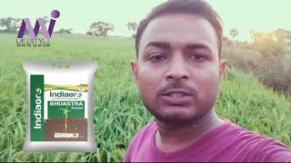 🎋☘️mi lifestyle marketing Global pvt Ltd Bhuastra superindiagrodhan chawal ki khetiviralviral [upl. by Hsaka15]