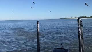 Sanibel Fishing Tarpon Feeding Off Sanibel [upl. by Ednutey]