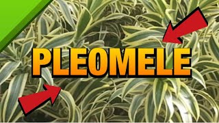 TUDO SOBRE A PLEOMELE  CULTIVO REGA E PROPAGAÇÃO Dracena Reflexa [upl. by Aitselec217]