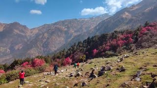 Kuari Pass Circuit Trek  Rhododendron amp Snow  Lord Curzon Trail  MarchApril [upl. by Richella]