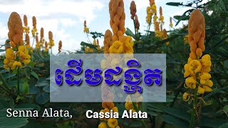 ដើមដង្ហិត Senna Alata  Cassia Alata Deum Dorngheut Plants Breath Tree [upl. by Gillmore704]