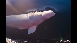 A Tale of a Whale  Hvaldimirs Journey in Norway [upl. by Thackeray997]