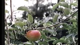 Documental de Caion Laracha A Coruña Galicia España historia geografía clima gastronomia Pesca [upl. by Gui]