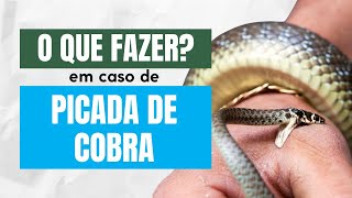 O que fazer  Picada de Cobra ou Outros Animais Venenosos [upl. by Belford572]