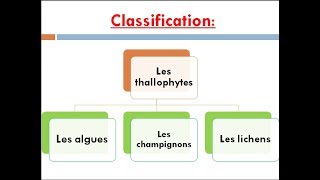 les thallophytes cours de biologie végétale [upl. by Atirabrab]