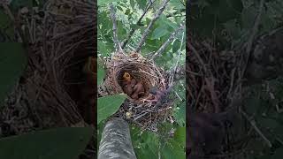 The cuckoo bird pushed the small bird of the shrike out of nest伯劳鸟的小鸟被杜鹃鸟推出了鸟窝 [upl. by Yeblehs133]