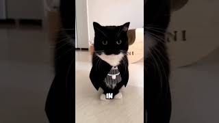 The Hidden Dangers of Adopting a Tuxedo CAT Nobody Warns You About [upl. by Dauf]