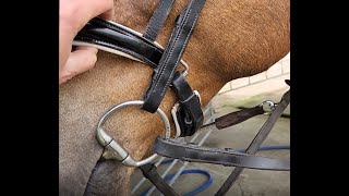 Crank Nosebands vs Cavesson Nosebands [upl. by Naoma]