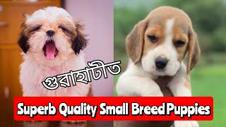 Best Quality Medium Small Breed Dogs At Guwahati ❤️🦮 All Over Assam and North East Delivery [upl. by Wang]