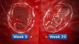 9 Months In The Womb  Pregnancy WeekByWeek [upl. by Ater]