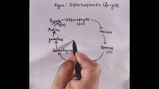 Diplohaplontic life cycle in algae diagram with important points [upl. by Bullis]